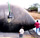 biodigestores