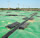 biodigestores